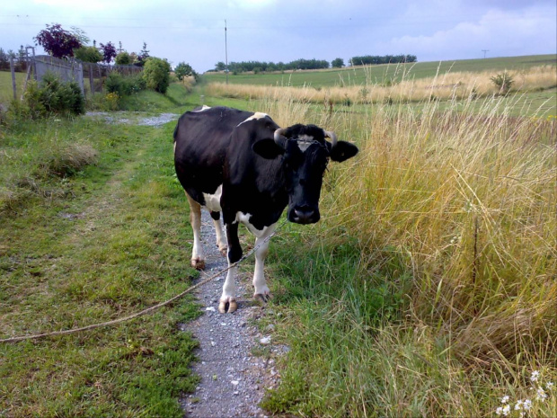 Święta krowa - Stanęła mi na drodze i nie dała przejechać rowerem. Musiałem przejść po prawej w wysokiej trawie... #krowa