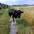 Święta krowa - Stanęła mi na drodze i nie dała przejechać rowerem. Musiałem przejść po prawej w wysokiej trawie... #krowa