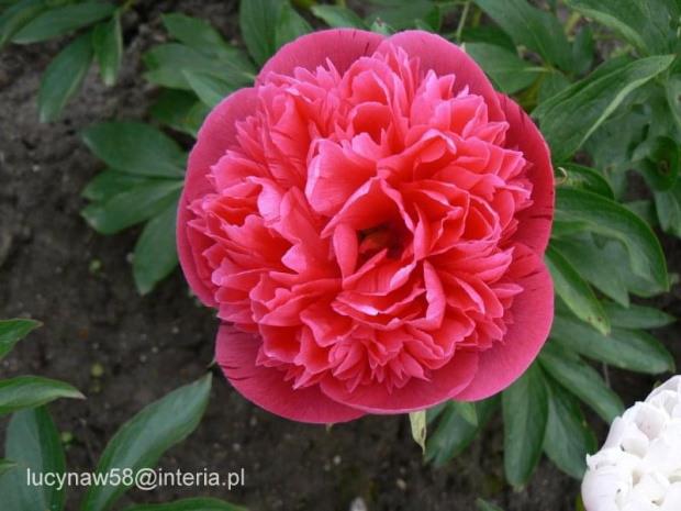 Paeonia officinalis Rosea