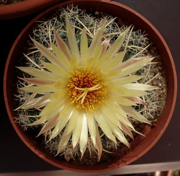 Coryphantha