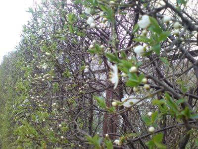 wiosna w Elblągu #wiosna #Elbląg #jarasela #kwiaty #przyroda #natura
