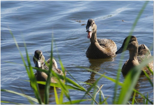 #Jezioro #ptaki #kaczki #mazury #wiosna
