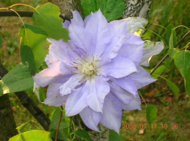 Clematis