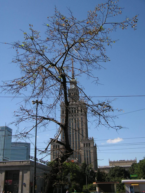 Pałac Kultury i Nauki i... drzewko, które się ostało przy ruchliwej arterii warszawskiej #budowla #Warszawa #centrum