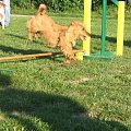 trening agility 29.07.08 foto: Agafig