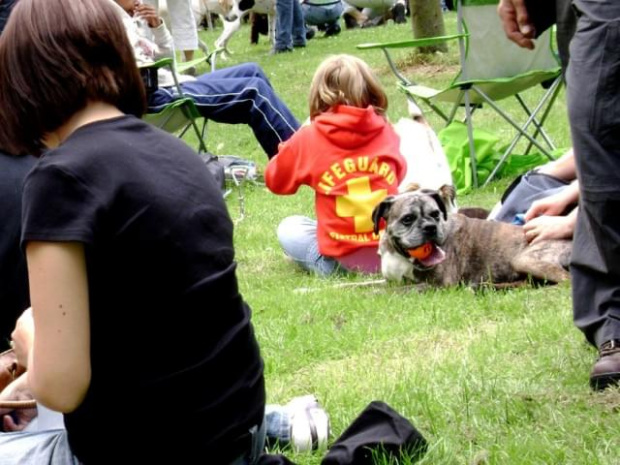 Dog show - Swindon - czerwiec 2008