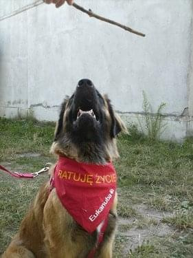 #leonberger #AptekaNatury