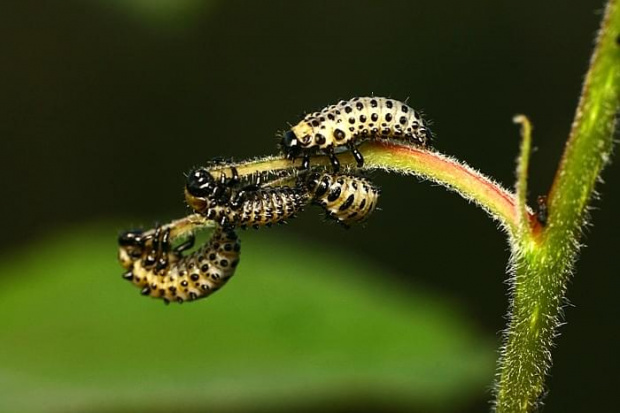 macro, owady, robaczki makro #macro #owady #RobaczkiMakro #larwy