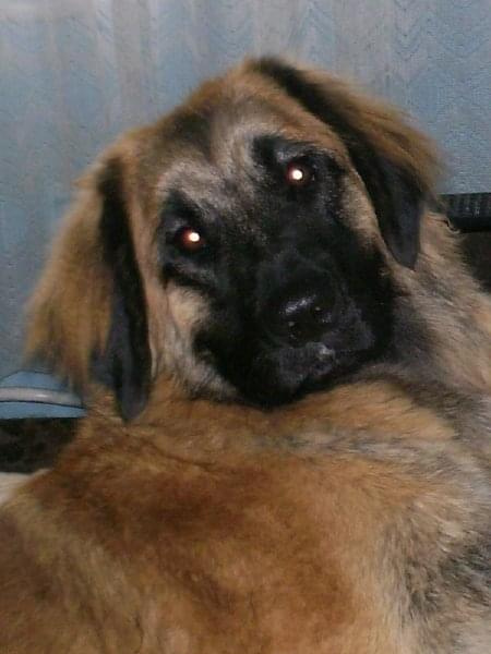 #leonberger #AptekaNatury