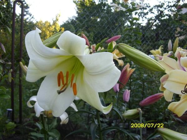 L.Leucanthum