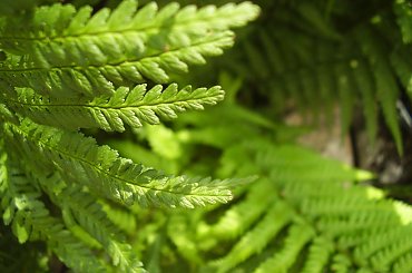 Paproć #przyroda #paproć #paprotka