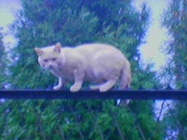 Kicia na plocie:)) #kot #puszek #zwierzęta