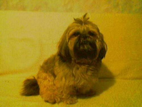 Grzeczny Bambo:) #pies #bambo #zwierzęta