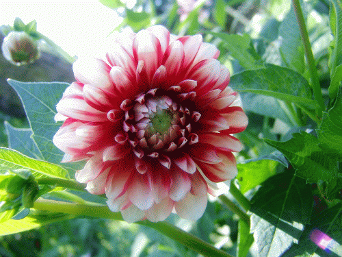 Dalia