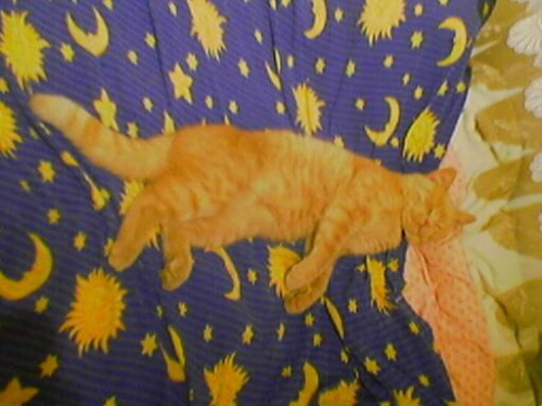 Słodki puszek sobie spi:)) #kot #puszek #zwierzęta