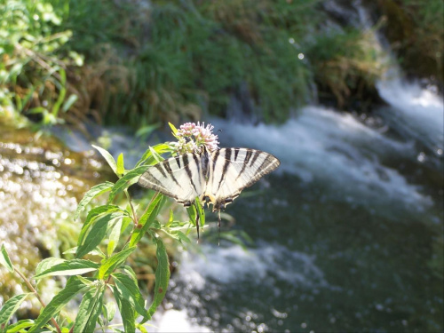 Wodospady Krk - bardzo miła istotka cierpliwie pozowała do zdjęcia #chorwacja #owady #zwierzęta