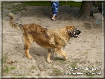 #leonberger #AptekaNatury