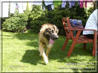 #leonberger #AptekaNatury