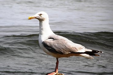 #Bałtyk #ptaki #mewy