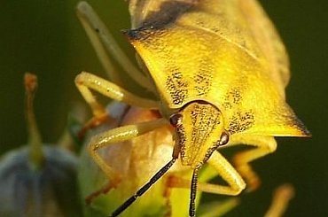 owady, makro, macro, ważki, nasionka #owady #makro #macro #ważki #nasionka