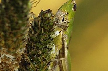 owady, makro, macro, ważki, nasionka #owady #makro #macro #ważki #nasionka
