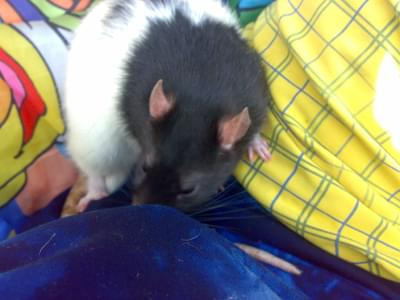 Robert.