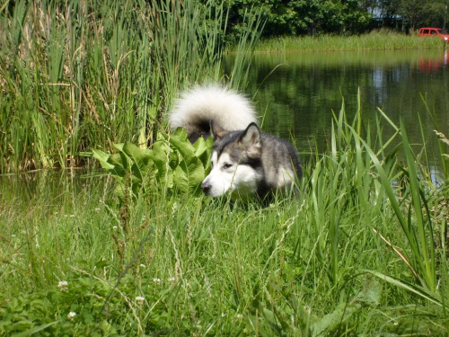 masza z howerli #MASZA #MASZAZHOWERLI #ALASKANMALAMUTE