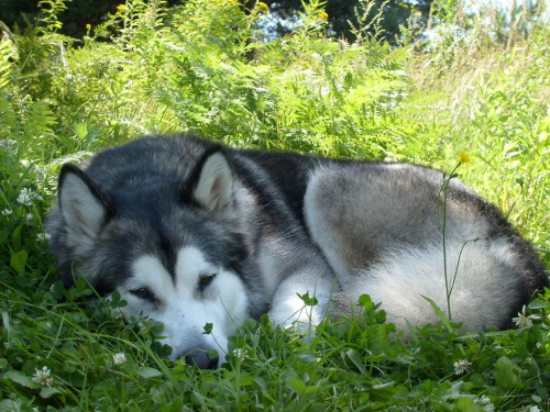 masza z howerli #MASZA #MASZAZHOWERLI #ALASKANMALAMUTE