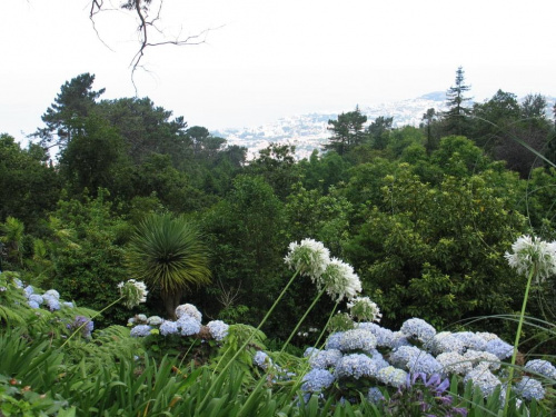 Hortensje i apaganty na górze Monte