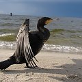 Kormoran czarny