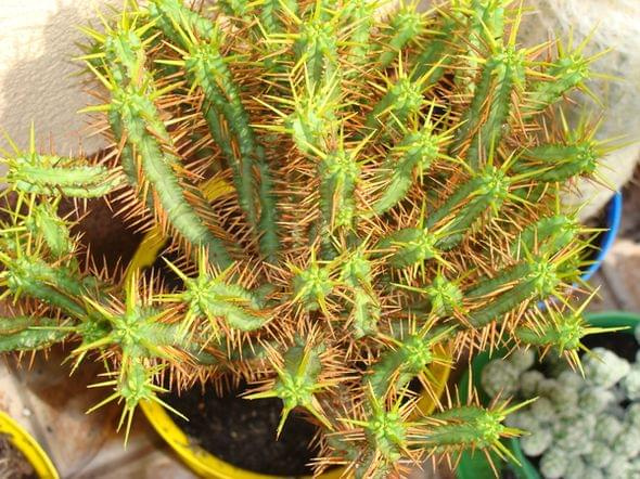 Euphorbia ferox