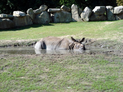 Nosorożec Kuba
