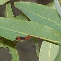 Actias selene mandschurnica