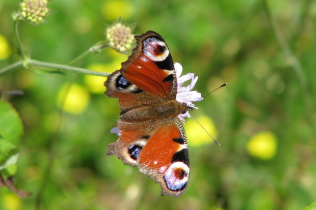 #motyl