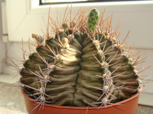 Gymnocalycium mihanovichii