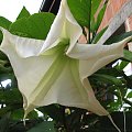 Datura Alba