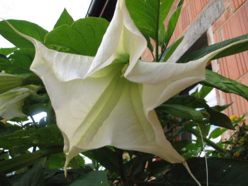 Datura Alba