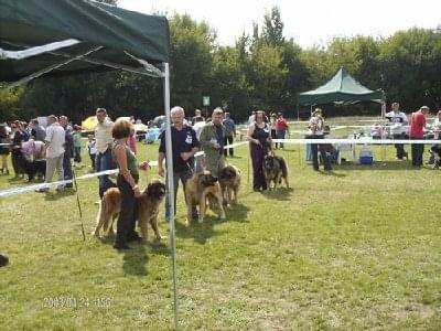 #leonberger #AptekaNatury