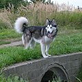 masza #AlaskanMalamute