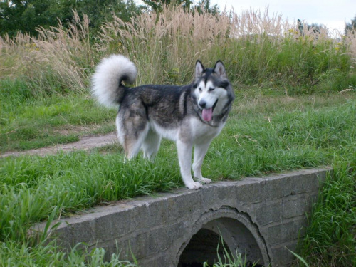 masza #AlaskanMalamute