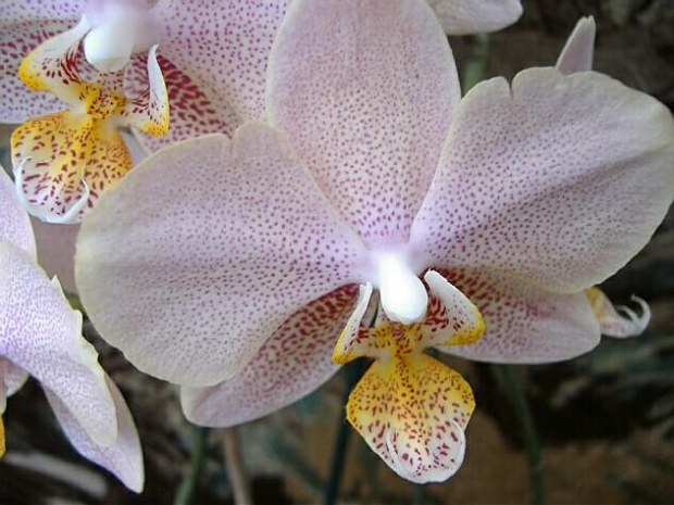 Phalaenopsis