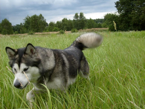 masza #AlaskanMalamute