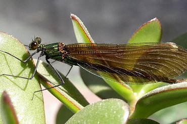 Calopteryx virgo - świtezianka dziewica #FAUNA #MÓJOGRÓD #owady #robaki #zyjatka #wazki