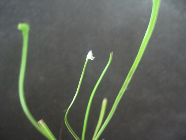 utricularia?