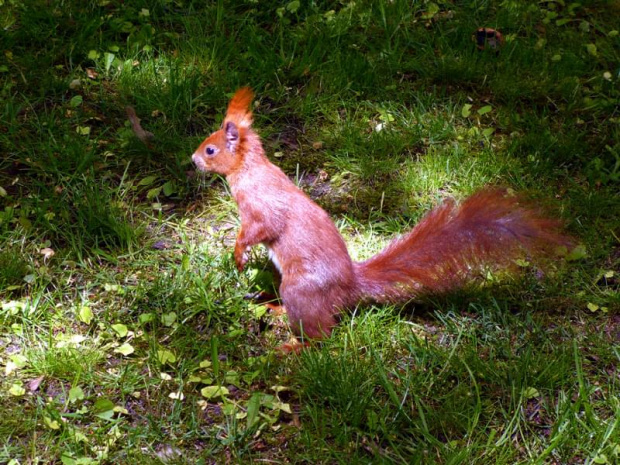 Wiewiórka w parku. 06.05.2008r. #wiewiórka #zwierzak