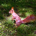 Wiewiórka w parku. 06.05.2008r. #wiewiórka #zwierzak
