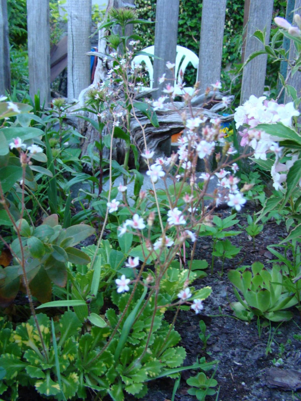 Skalnica cienista -
Saxifraga x urbium "Aureopunctata" #hobby #ogród #rośliny #skalniak