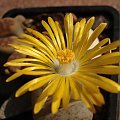 Lithops