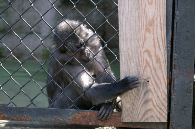 zaprosiłem 3 dzieci i mamę-ciocię do ZOO ale była sjesta zwierzęca i mało było szalonych zwierząt widać :) #ZOO