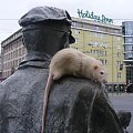 Ynek in Wrocław